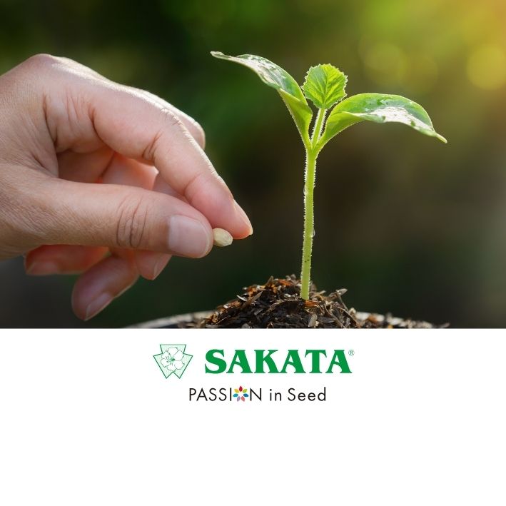 Cas client Sakata Microsoft Fabric